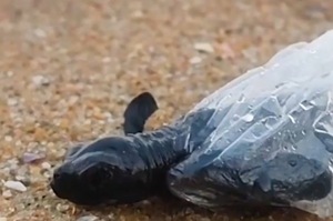 太心疼了！剛出生的海龜寶寶被塑料袋困著無法回家