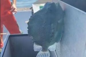 你絕對沒看過！肚子上有「吸盤」吸附在船上的魚，讓網友表示「想拿回家當冰箱貼」！