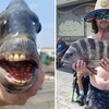 野生羊頭魚被捕獲露「詭異人齒」網友驚呆：牙齒比我還整齊！