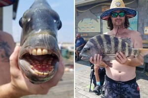 野生羊頭魚被捕獲露「詭異人齒」網友驚呆：牙齒比我還整齊！