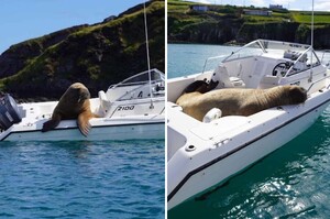 「我是今天的船長～」海象霸佔小船「慵懶睡午覺」 船身傾斜繼續睡
