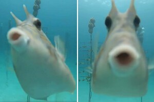 「大家好呀～」小魚對海底鏡頭狂親「嘟嘴賣萌」熱情打招呼