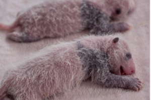 法國博瓦爾動物園來報告喜訊了！恭喜熊貓媽媽誕下一對雙胞胎寶寶！