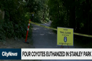 溫哥華自然公園裡4天3起郊狼恐怖襲擊，專家表示：已破壞雙方的信任