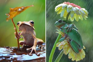 「我們一起等雨停～」樹蛙好朋友花朵下「搭肩躲雨」印尼攝影師捕捉珍貴瞬間宛如童話