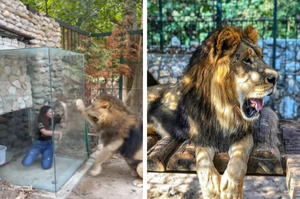 動物園設置玻璃箱讓遊客與獅子近距離接觸，善待動物組織馬上炮轟：把獅子當病貓耍嗎？