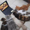 「貓咪們圍坐觀看湯姆和傑瑞」臉書超夯網頁專門收集可愛又搞笑的動物照片！絕對別錯過！