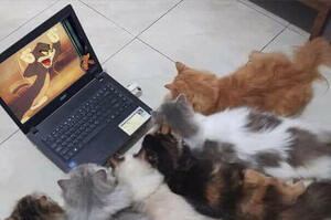 「貓咪們圍坐觀看湯姆和傑瑞」臉書超夯網頁專門收集可愛又搞笑的動物照片！絕對別錯過！