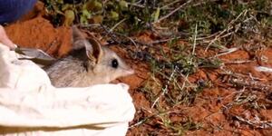 歷經數十年，袋狸重新搬進澳洲國家公園！科學家：「牠們是綠化沙漠的重要關鍵」