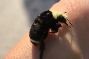 女子救下沒有翅膀的大黃蜂，沒想到最後自己竟然為牠哭了三天！