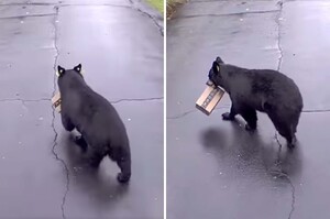 「嘿嘿撿到寶了～」黑熊見門口放包裹大搖大擺「整箱叼回家」屋主哭笑不得