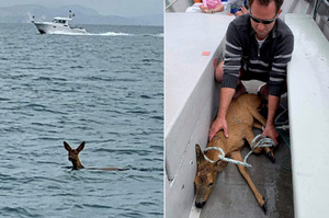 「游得好累呀！」小鹿迷路海裡「載浮載沉」熱心漁夫急拉上船救援