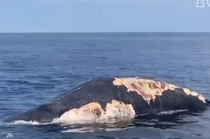 影片攝入大白鯊群正在撕扯一頭座頭鯨屍體，科學家驚嘆「難得一見的場景」！