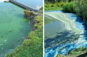 湖里的「毒藍綠藻」居然殺死魚群！環境署發文向鏟屎官表示：趕緊把汪星人帶離湖泊！