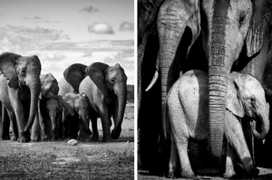 當公象企圖將大象寶寶與牠的母親分開時，全村人頓時抓狂，排出防衛陣容保護大象母子倆！