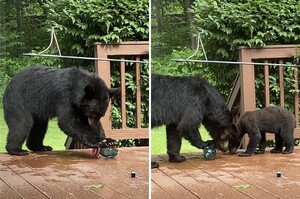 熊媽媽帶小熊闖後院開心「玩蜂鳥餵食器」屋主靜靜觀賞揭暖心故事