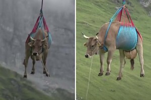 專機接送！瑞士母牛受傷走不動搭直升機「空運下山」超淡定：飛起來了～