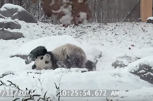 懶散大熊貓看到一片白茫茫大雪竟然玩瘋啦！1:29的超興奮反應也太可愛了吧XD