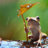 被稱為雨林中的「五彩繽紛的軟糖」！跟著知名攝影師，一探究竟雨林裡的「魔幻青蛙」！
