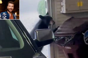 美國歌手在車庫裡親手逮到正在翻箱倒櫃的黑熊，心虛的黑熊表示：出去就出去！