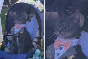 「可以回家了嗎？」貓咪參加爸媽婚禮坐「特製花車」華麗出場卻一臉厭世笑翻賓客