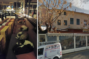 咖啡館打烊後化身為「流浪狗收容所」，為無家可歸的牠們提供了臨時庇護所，渡過寂寞的夜晚！