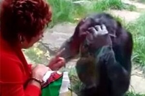 「再見了，我最親愛的！」動物園禁止遊客不停探訪同一隻黑猩猩，婦女不捨含淚道別 