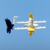 澳洲烏鴉捍衛地盤「猛啄驅趕」外送無人機，公司暫停服務維護鳥類棲地