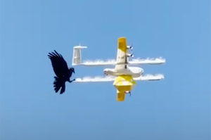 澳洲烏鴉捍衛地盤「猛啄驅趕」外送無人機，公司暫停服務維護鳥類棲地