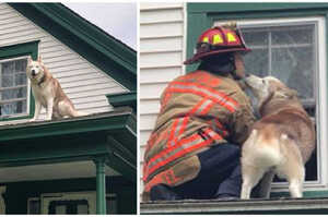 消防員救下受困於屋頂上的汪星人，突然被牠大親一口，表示：謝謝你，我的英雄！