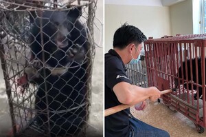 越南小黑熊關鐵籠「險遭取膽」警察及時逮人當起臨時保姆：現在安全了不怕～