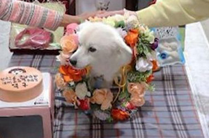 韓國首位「榮譽救援犬」，小狗是如何立大功，解救高齡93歲的老太太呢？