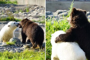 「有你真好！」小北極熊無依無靠遇見孤兒小灰熊「秒變好麻吉」互相陪伴玩耍