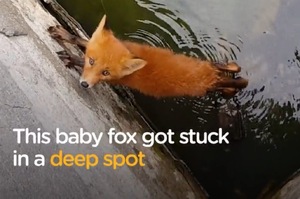 小狐狸不小心跌落水井，最後在路人的幫助下成功獲救！