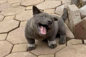 「狗狗？貓咪？傻傻分不清楚」有著獨特外表的狗狗在網上爆紅！