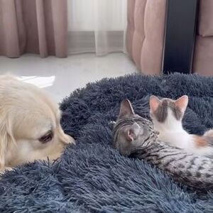 狗狗舔腳是愛乾淨 不會說話的牠其實很痛苦 提防 趾間炎 入侵