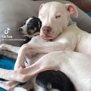 狗狗舔腳是愛乾淨 不會說話的牠其實很痛苦 提防 趾間炎 入侵