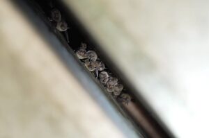美國建造「蝙蝠友善橋樑」上千隻瀕危灰蝙蝠縫隙裡「塞好塞滿」安心棲息 