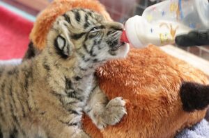 睽違70年！美國達拉斯動物園喜迎極瀕危「蘇門答臘虎寶寶」萌翻粉絲
