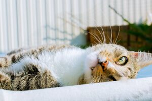 「終於等到這一天！」貓咪患曼島貓症候群「苦等三年」終於被領養躺陽台享受日光浴