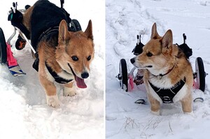 愛犬年紀大需坐輪椅...暖爸親手改裝成「專用滑雪板」開心陪玩雪