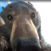 「這是蝦米能吃嗎？」棕熊撿到GoPro「狂喬自拍角度」滿頭問號咬鏡頭