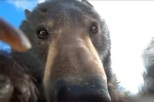 「這是蝦米能吃嗎？」棕熊撿到GoPro「狂喬自拍角度」滿頭問號咬鏡頭