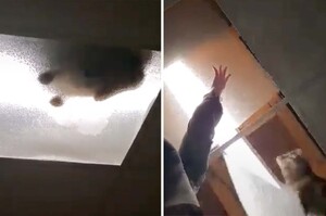 天花板出現巨大貓影！淡定喵直接「從天而降」嚇壞媽：到底怎麼上去的？