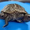 罕見鑽紋龜連體寶寶「雙頭六腿」一起開心游泳默契十足