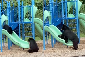 熊媽媽教小熊玩溜滑梯「親自示範＋貼心鼓勵」萌翻：不要怕～媽會接住你！