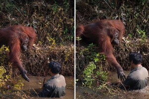 以為人類受困河裡！紅毛猩猩面露擔憂「伸出援手」好心搭救：我拉你上來～