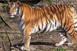 如何確保後代還有機會親眼見證瀕臨絕種的老虎呢？答案就是：重建一個兩倍大的「黃石公園」！