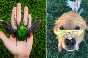 還存在「昆蟲很噁心」的錯誤觀念嗎？攝影師準備的20張昆蟲萌照，讓你明白昆蟲「比誰都壯觀」！