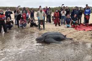 272公斤巨大海龜擱淺沙灘！多名志工「聯手救援」成功送回大海：一路順風～